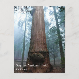 Arbre de séquoia géant à Grant Grove, CA Carte pos