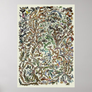 Arbre de vie - Poster de l'évolution - Couleur