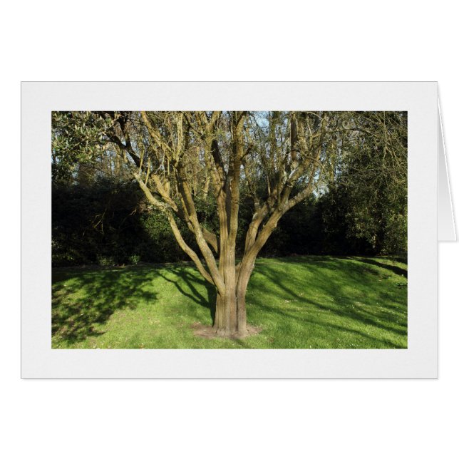 Arbre éclairé (Bordé) (Devant horizontal)