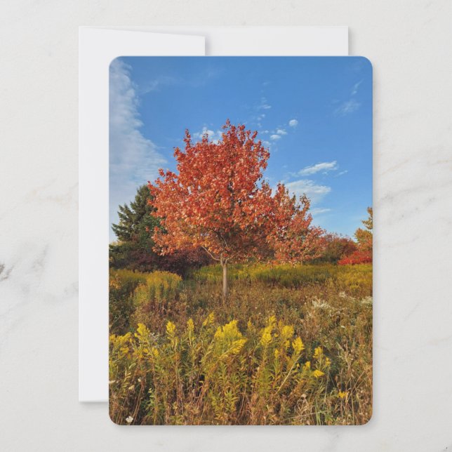 Arbre et couleurs d'automne dans la carte blanche  (Devant)