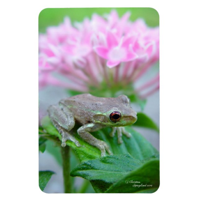 Arbre grenouille Fleurs roses Flexi Magnet (Vertical)