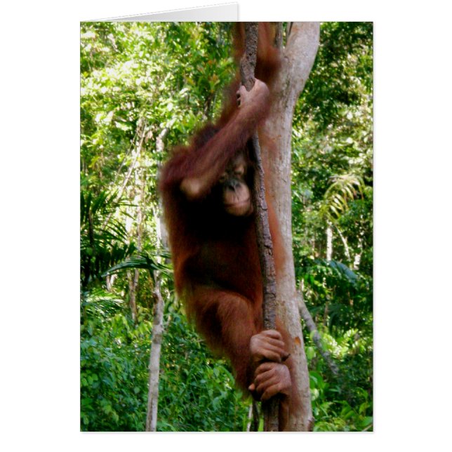 Arbre Hugger de bébé : Grande singe (Devant)