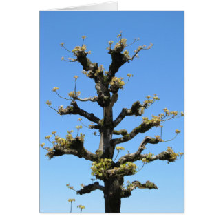 Arbre isolé - série de TBD