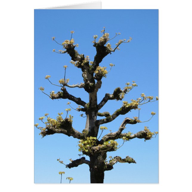 Arbre isolé - série de TBD (Devant)