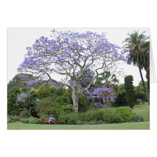 Arbre Jacaranda (Devant horizontal)