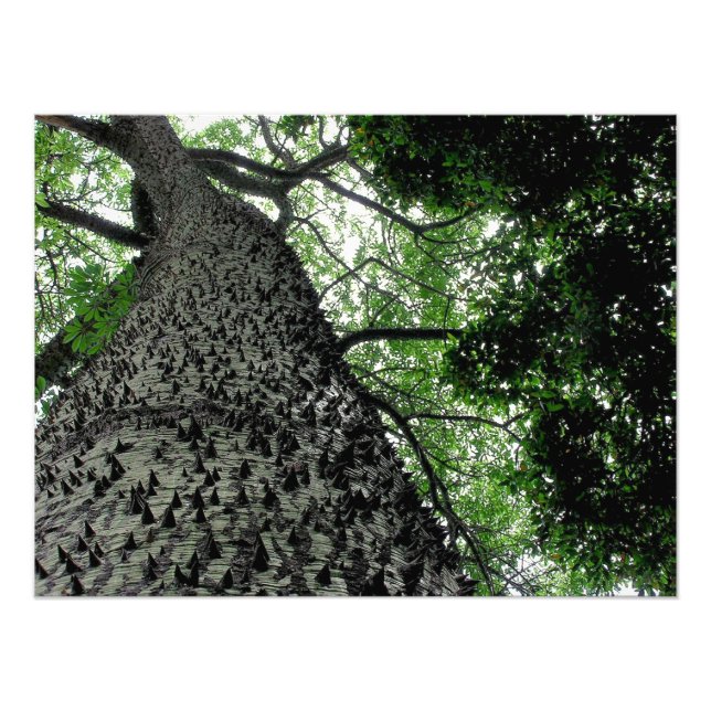 Arbre Kapok @ Funchal, Portugal Impression photo (Devant)
