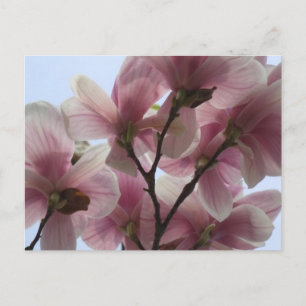 Arbre Magnolia en fleurs Carte postale