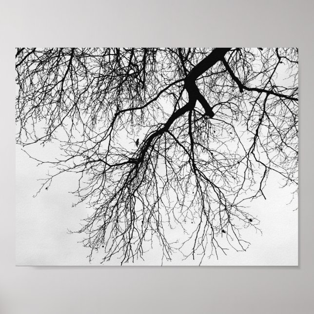 Arbre Noir et blanc Poster (Front)