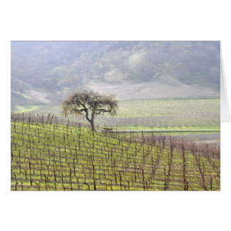 arbre solitaire dans le vignoble