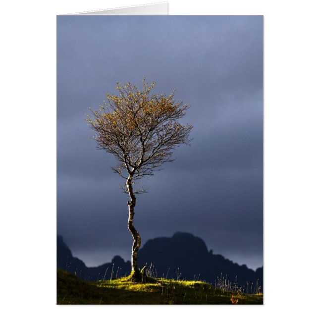 Arbre solitaire pris dans le soleil (Devant)