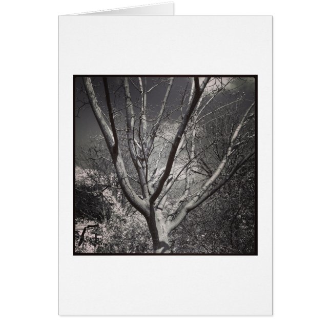 Arbre Sun Worshiping (Devant)