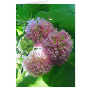 Arbre tropical d'hortensia