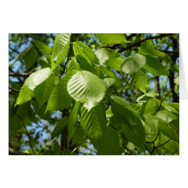 Arbre vert Feuille à bouleau printanier (Devant horizontal)