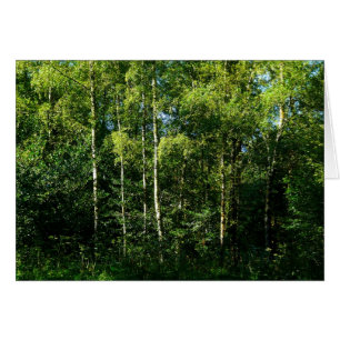 Arbres à bouleaux argentés