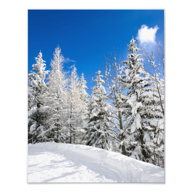 Arbres à neige sous ciel bleu clair photo imprimer (Devant)