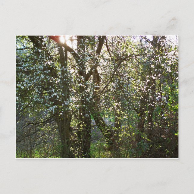 Arbres avec fleurs de printemps Carte postale (Devant)