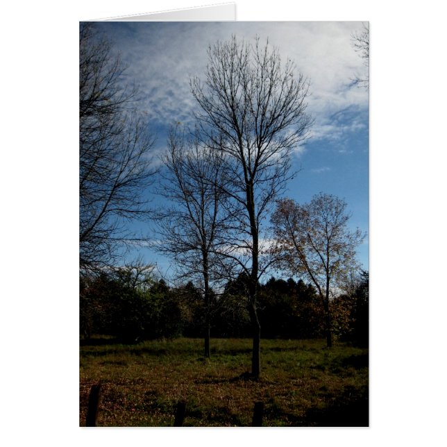 Arbres Blank_Ontario (Devant)