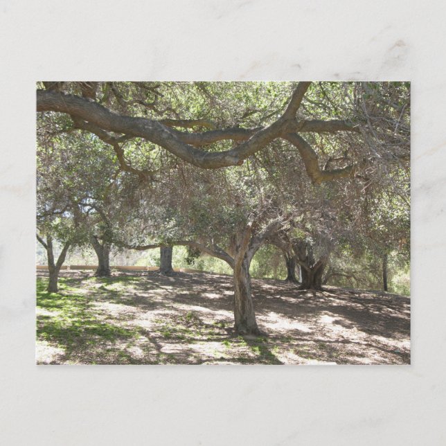 Arbres - carte postale (Devant)