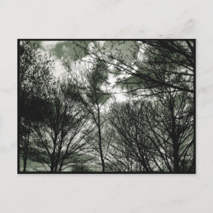 Arbres Carte postale