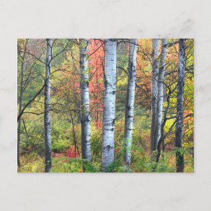 Arbres d'Aspen dans la carte postale d'automne