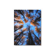 Arbres d'automne au coucher du soleil impression d