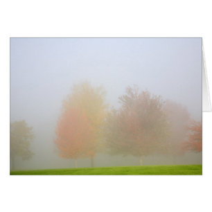 Arbres de chute enveloppés en brume