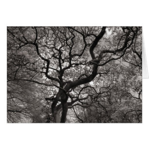 Arbres de Magnolia en fleurs