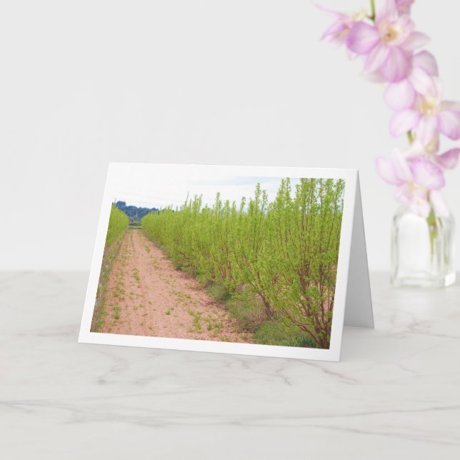 Arbres de Persimmon dans la carte de printemps (Orchidée)