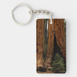 Arbres de séquoia, Parc national de Sequoia.