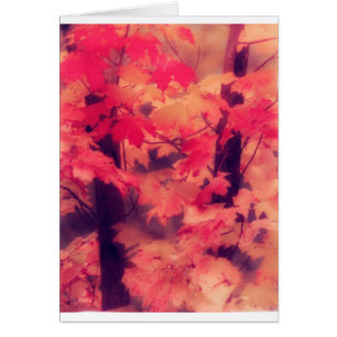 Arbres d'érable dans l'automne