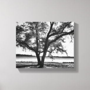 Arbres en toile étirée noire et blanche Impression