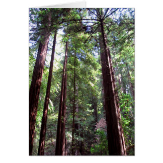 Arbres séquoias