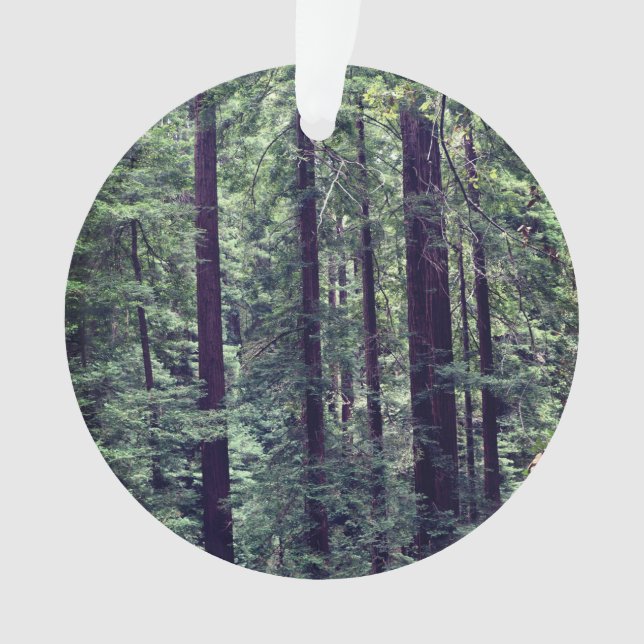 Arbres séquoias no 2 (devant)