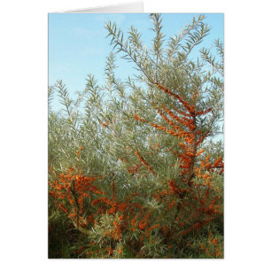 Arbuste aux baies d'Orange