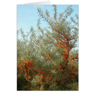 Arbuste aux baies d'Orange