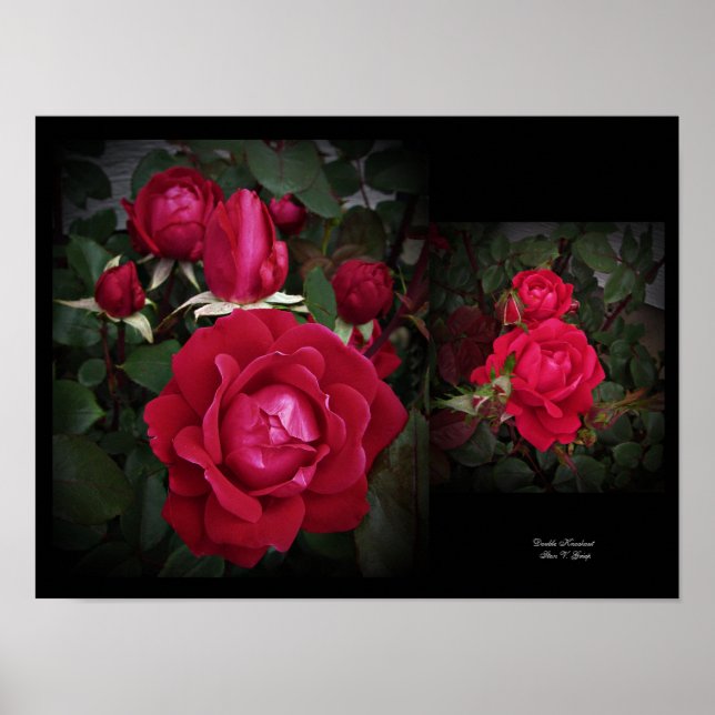 Arbuste Rose double Knockout Art mural par Stan VG (Devant)