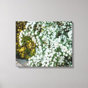 arc de fleurs de spirea sur toile tendue