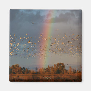Arc-en-ciel et oies - Aimant