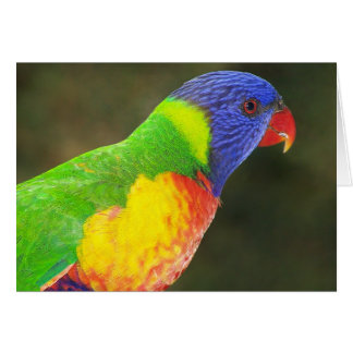 Arc-en-ciel Lorikeet