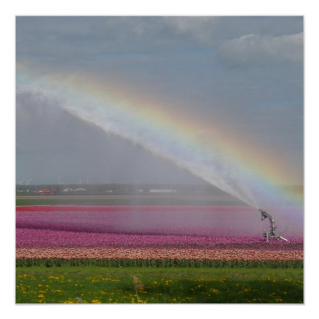 Arc en ciel sur Tulips Field Poster (Devant)