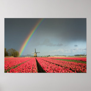 Arc-en-ciel, tulipes et affiche du moulin à vent