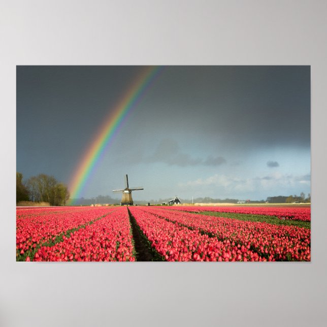 Arc-en-ciel, tulipes et affiche du moulin à vent (Devant)