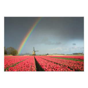 Arc-en-ciel, tulipes et copie de photo de moulin 