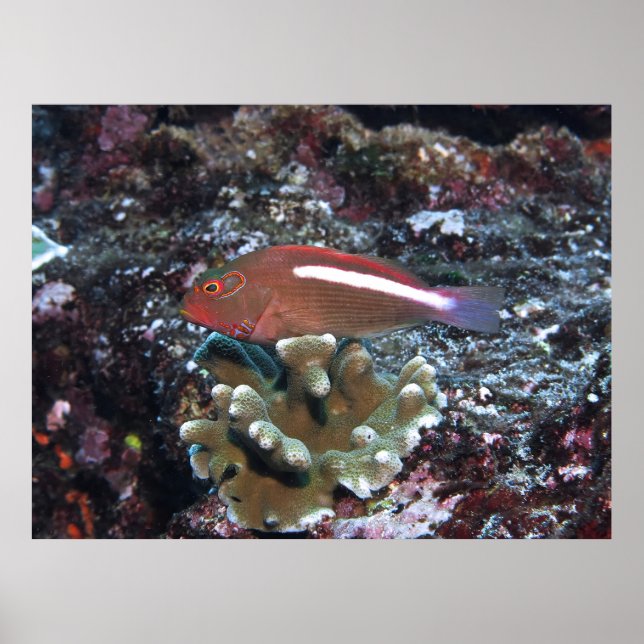 Arc Eye Hawkfish Poster (Front)