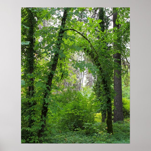 "Arch", Alder Tree Forest Poster (Front)