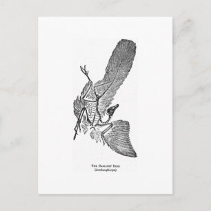 Archaeopteryx art postcard