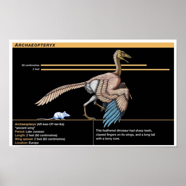 Archaeopteryx - Jurassic Dinosaur Biology Poster (Front)