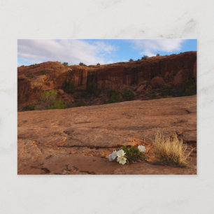 Arches Slickrock and Evening Primrose Landscape Postcard