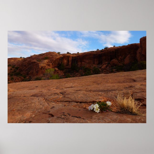Arches Slickrock and Evening Primrose Landscape Poster (Front)