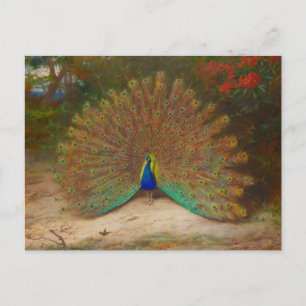 Archibald Thorburn Peacock Fine Art Postcard